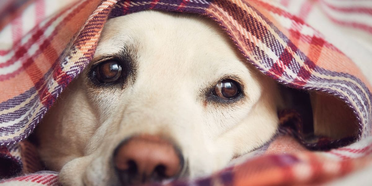 Feature image for What bed rotting can teach us about being good investors